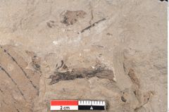 Foto (Detailansicht) von Quercus pseudolonchitis Ettingshausen (NHMW-GEO-2024-0188-7976)